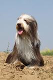 BEARDED COLLIE 188